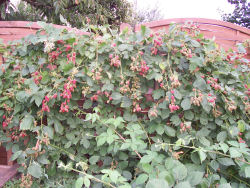 Der Garten im Juli 2006