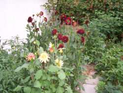 Der Garten im Juli 2006