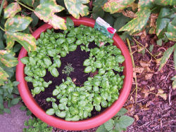 Der Garten im Juli 2006