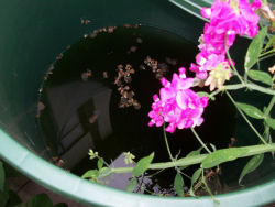 Der Garten im Juli 2006