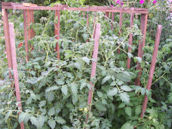 Der Garten im Juli 2006