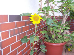 Der Garten im Juli 2006