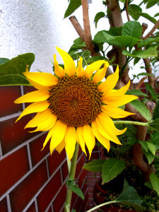 Der Garten im Juli 2006