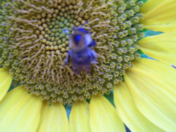 Der Garten im Juli 2006
