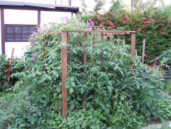 Der Garten im Juli 2006