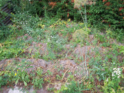 Der Garten im Juli 2006