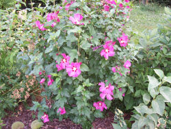 Der Garten im Juli 2006
