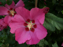 Der Garten im Juli 2006