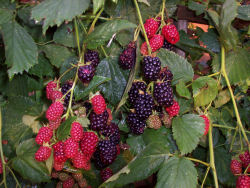 Der Garten im August 2006