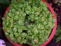 Der Garten im August 2006