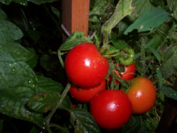 Der Garten im August 2006