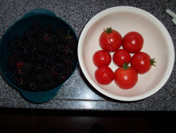 Der Garten im August 2006