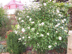 Der Garten im August 2006