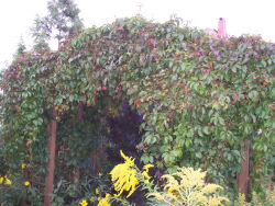 Der Garten im August 2006