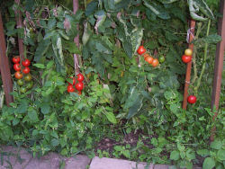 Der Garten im August 2006