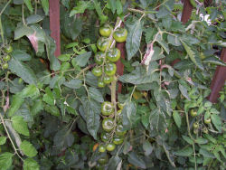 Der Garten im August 2006