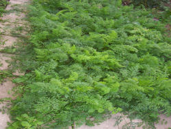 Der Garten im August 2006