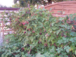 Der Garten im August 2006