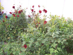 Der Garten im August 2006