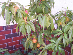 Der Garten im August 2006