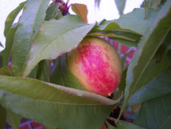 Der Garten im August 2006
