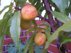 Der Garten im August 2006