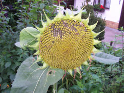 Der Garten im August 2006