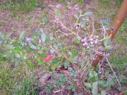 Der Garten im August 2006