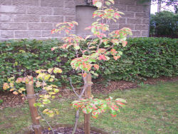 Der Garten im August 2006