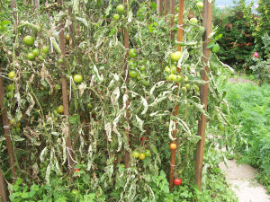 Der Garten im September 2006