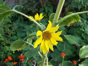 Der Garten im September 2006