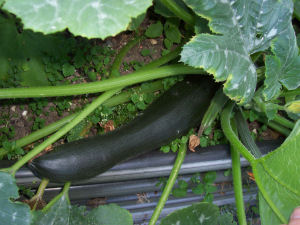 Der Garten im September 2006