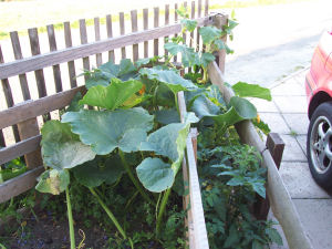 Der Garten im September 2006