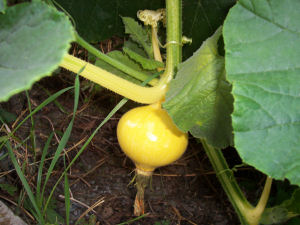 Der Garten im September 2006