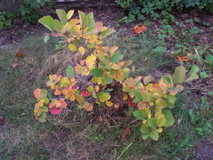 Der Garten im September 2006