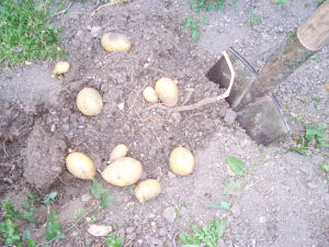 Der Garten im September 2006