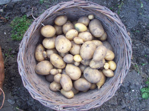 Der Garten im September 2006