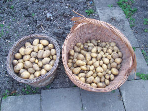 Der Garten im September 2006