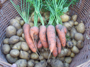 Der Garten im September 2006