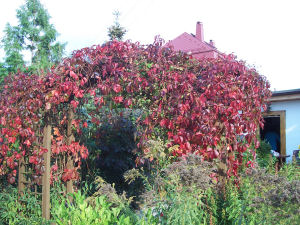 Der Garten im September 2006