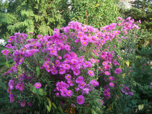 Der Garten im September 2006