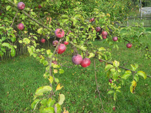 Der Garten im Oktober 2006