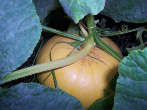 Der Garten im Oktober 2006