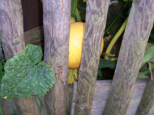 Der Garten im Oktober 2006