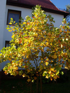 Der Garten im Oktober 2006