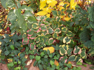 Der Garten im Oktober 2006