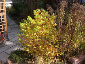 Der Garten im Oktober 2006