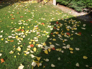 Der Garten im Oktober 2006