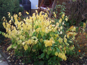 Der Garten im Oktober 2006
