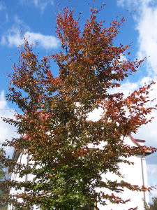 Der Garten im Oktober 2006